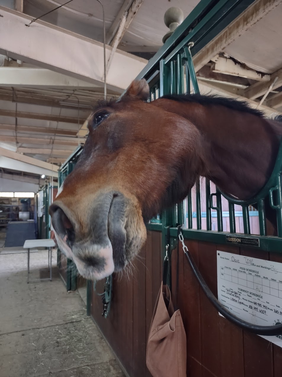 horse with head turned peaking out of stalll